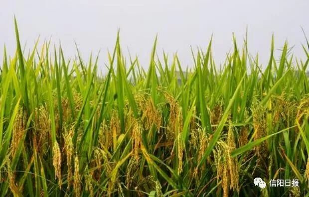好局面！亩产可达500斤以上，信阳市20万亩再生稻丰收在望......