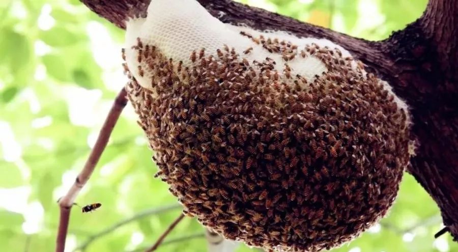 马蜂蛰植物图片